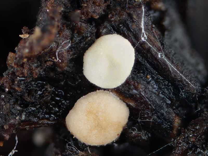 Pezizella alniella Pezizella alniella